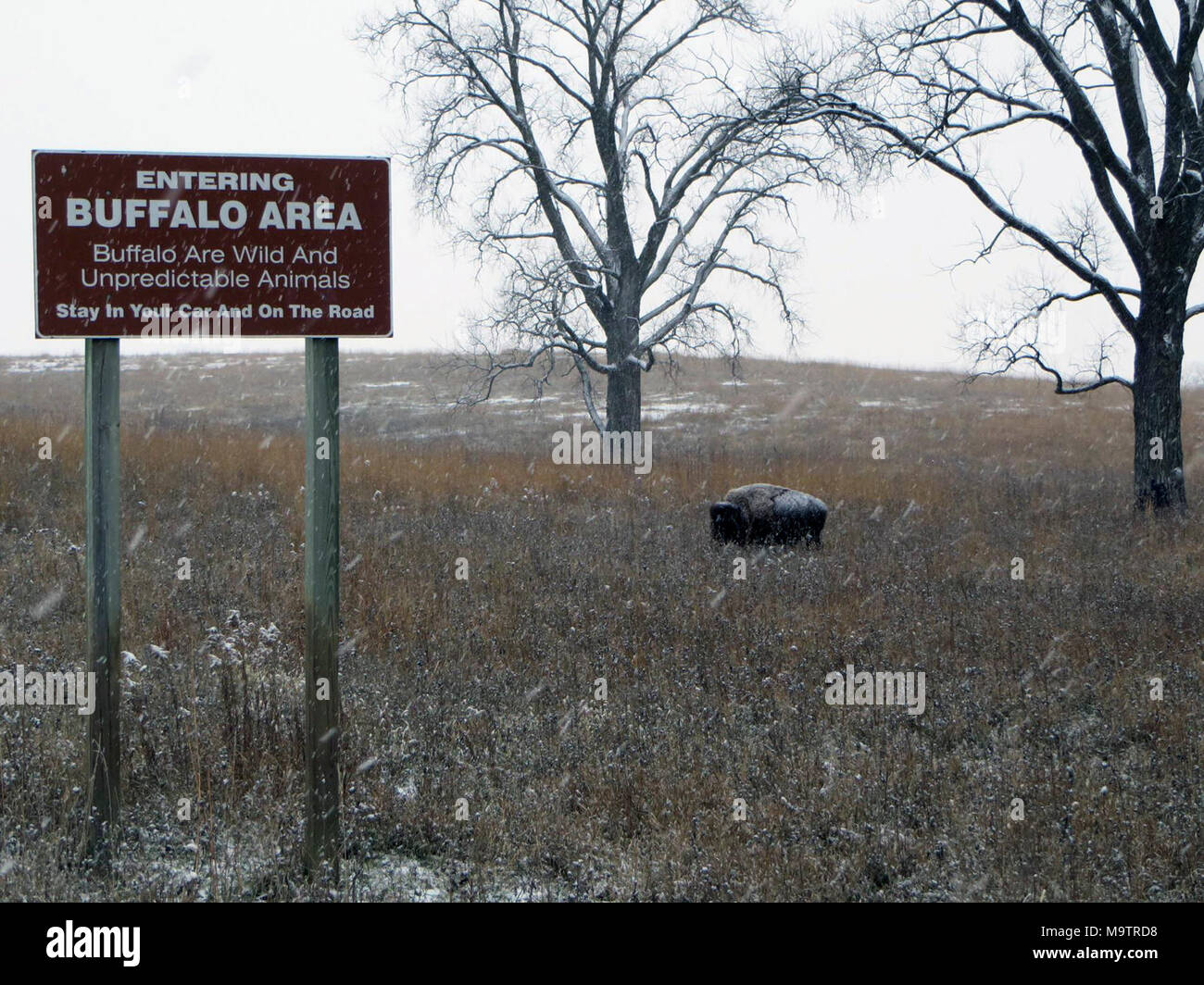 Snowy bison an Neal Smith National Wildlife Refuge. Snowy bison an Neal Smith National Wildlife Refuge Stockfoto