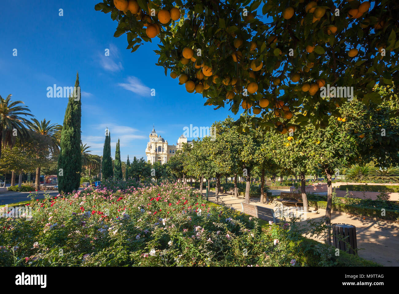 Bunte Park voll von blühenden Blumen und Orangenbäumen im Stadtzentrum von Malaga Stockfoto