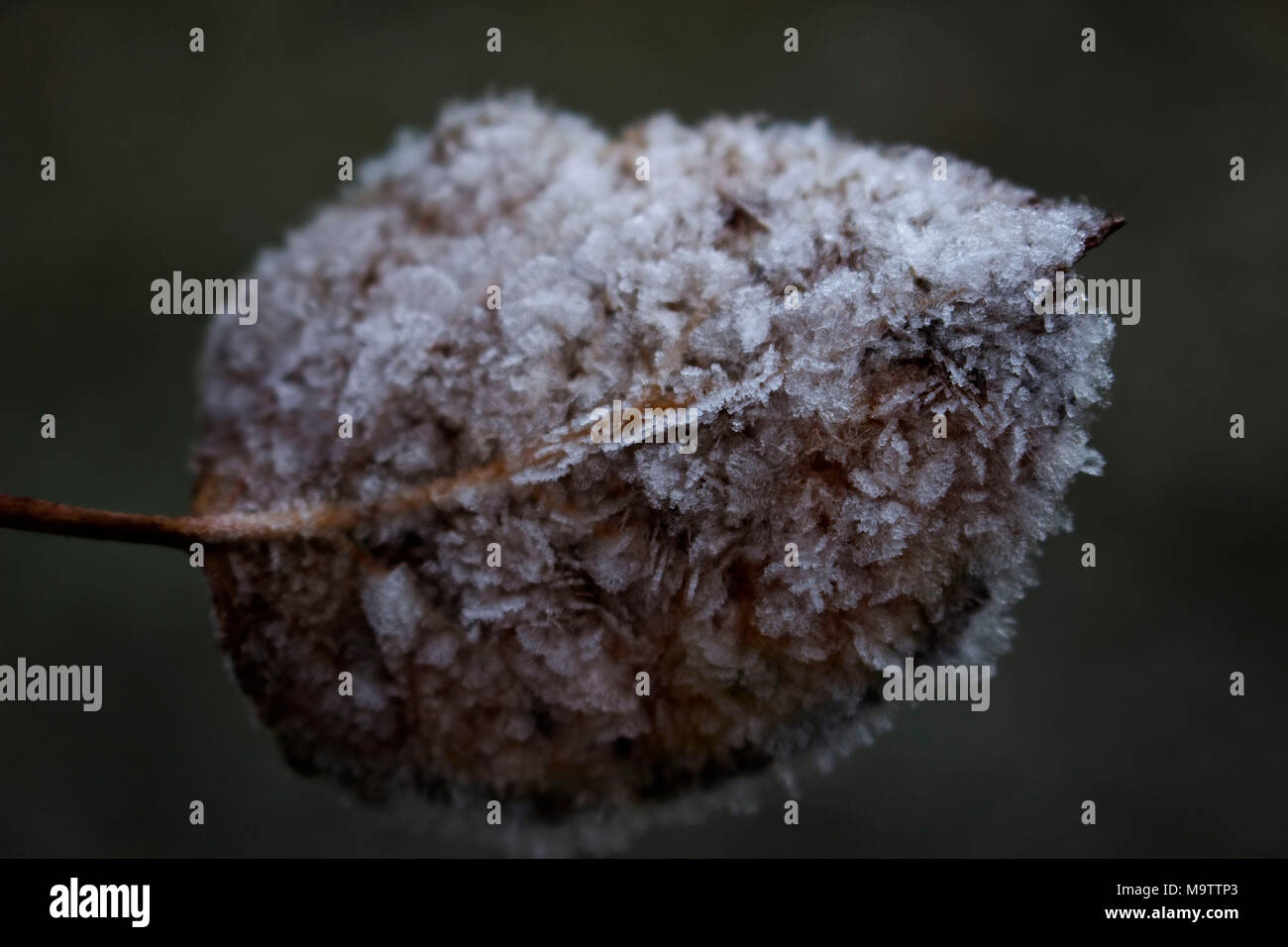 Nahaufnahme gefroren Frosty Blatt im Winter mit Eis und Frost, Winter, Großbritannien Stockfoto