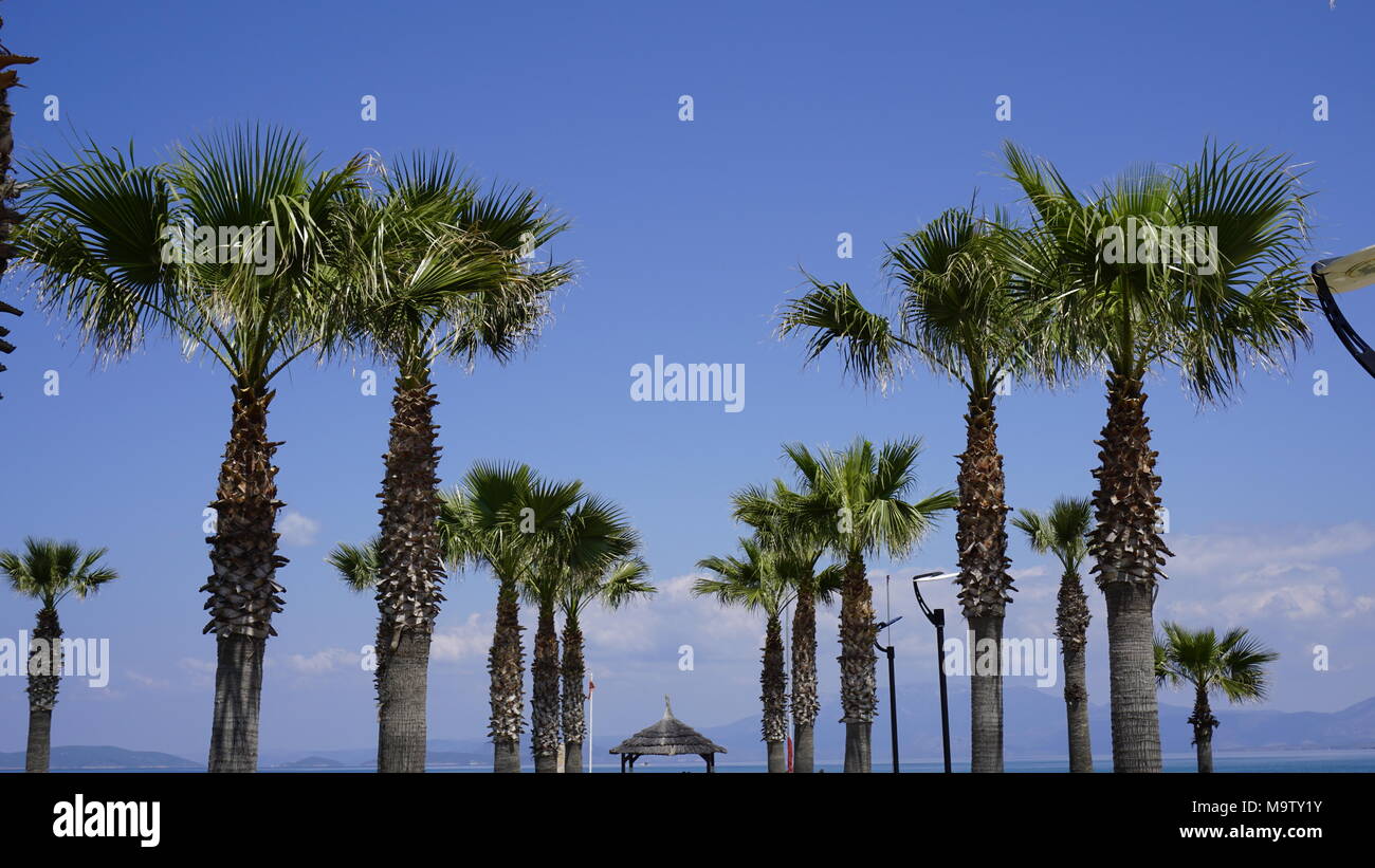 Exotischen Palmen unter dem klaren Himmel sieht aus wie eine Postkarte. Stockfoto