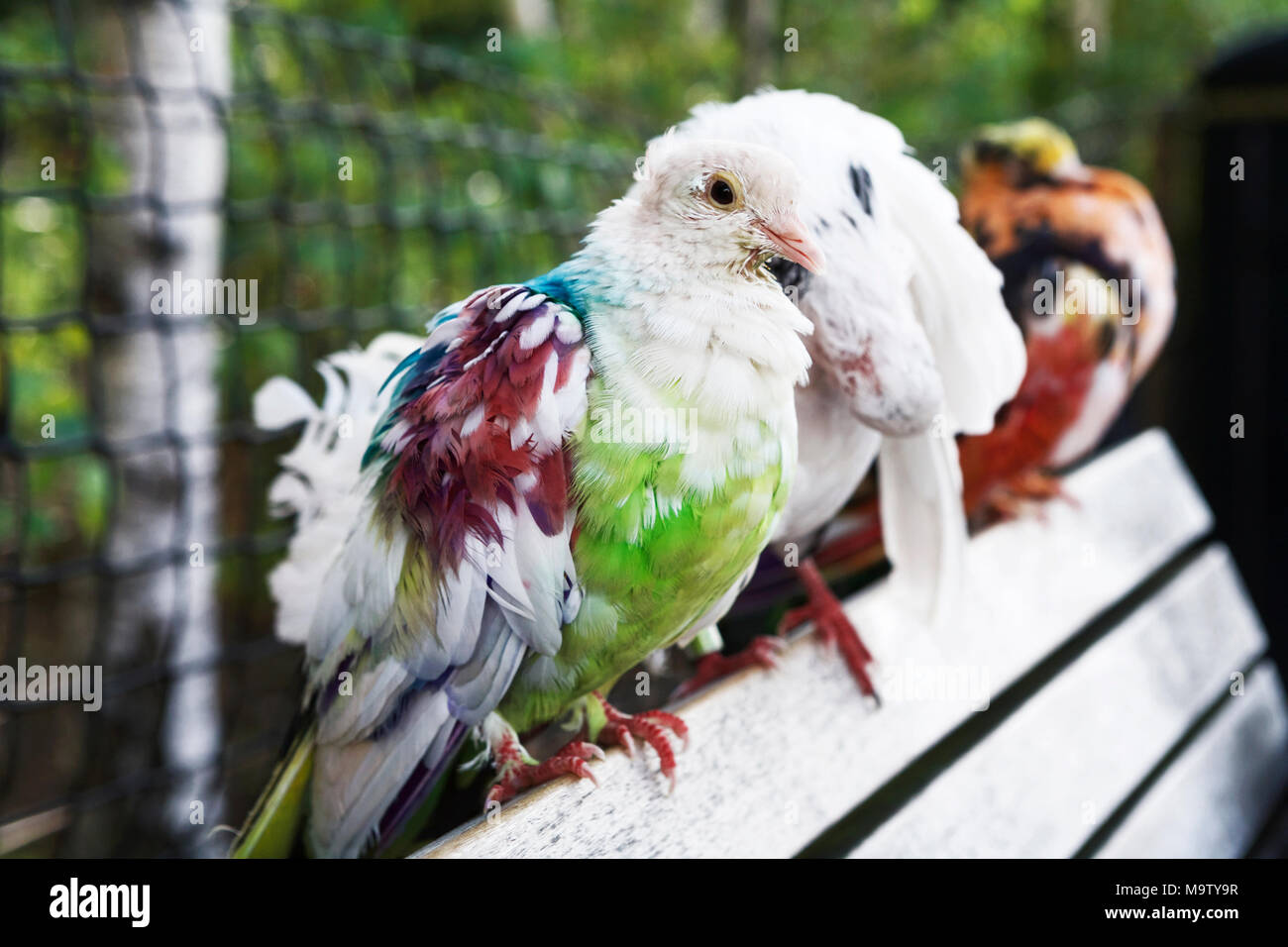 Natur hautnah: Vogel Familie gemalt die Tauben. Lackierte Taube. Stockfoto