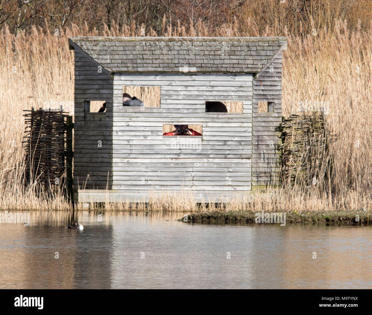 Vogelbeobachtung ausblenden Stockfoto