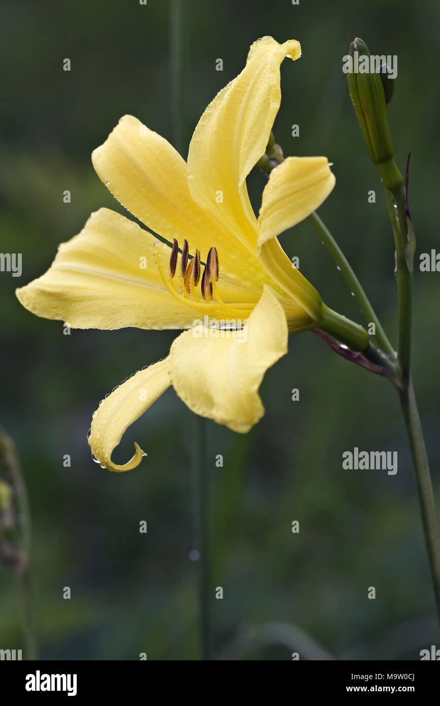 Gelbe daylily (Hemerocallis lilioasphodelus). Auch als Zitrone Tag - Lily, Zitrone Lily und Vanillepudding Lily bekannt. Eine andere wissenschaftliche Name ist Hemerocallis flav Stockfoto