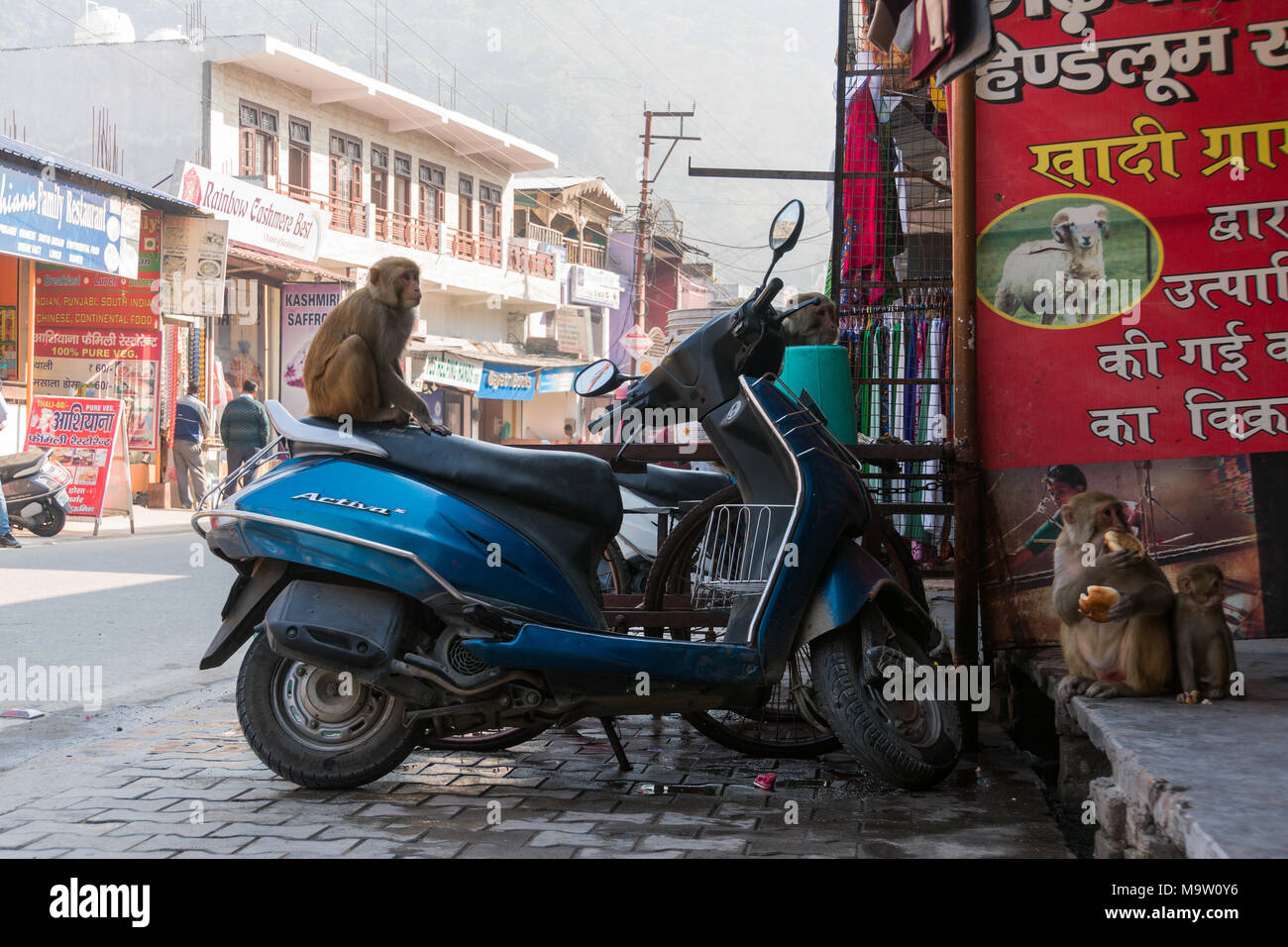 10. Januar 2018. Rishikesh Indien. Affe sitzt auf einem Moped auf einer Straße der Stadt. Langurs leben unter den Menschen und haben keine Angst vor Ihnen. Sie stehlen foo Stockfoto