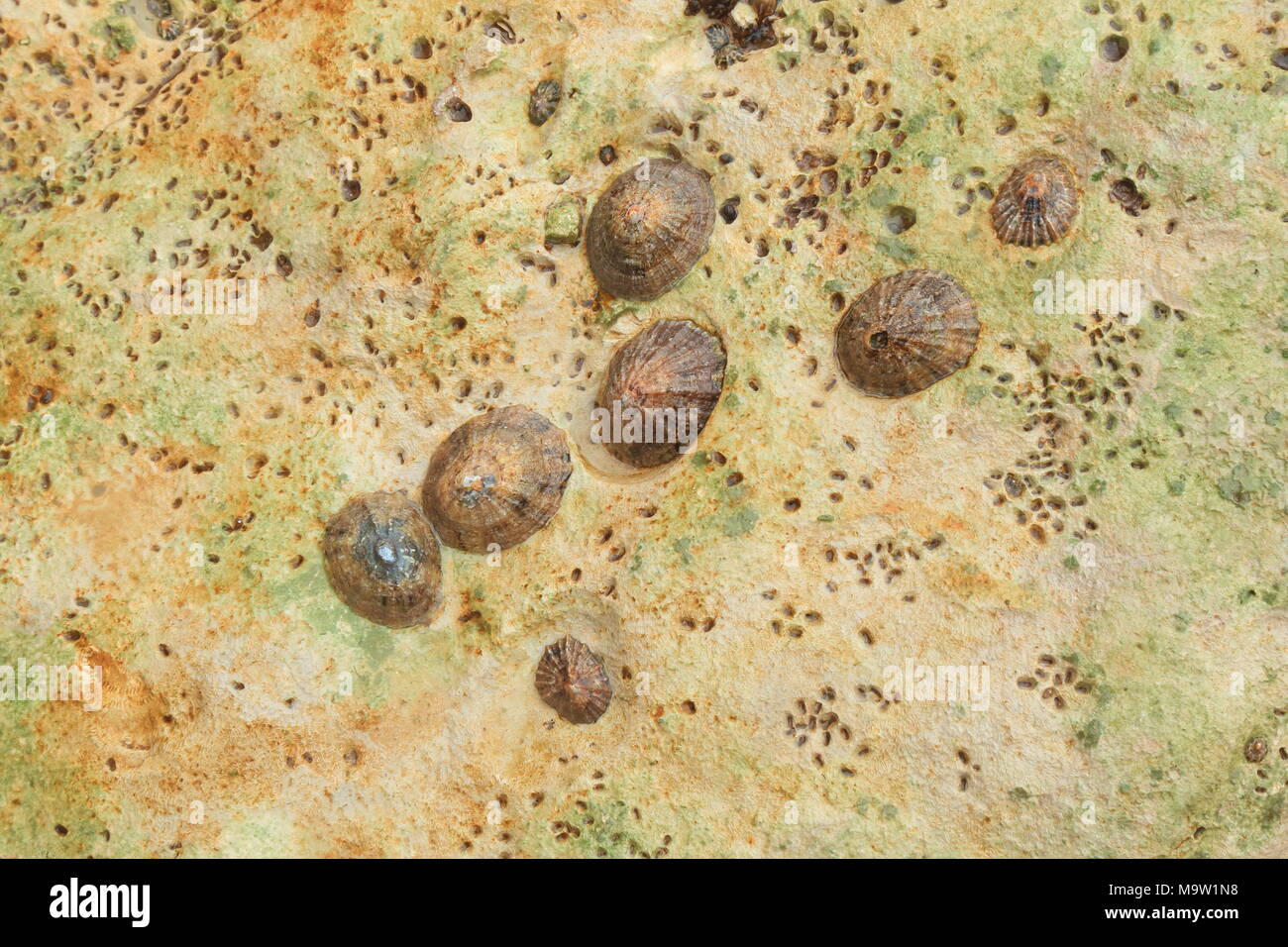 Gruppe der gemeinsamen Kletten (Patella Vulgata) zu bunten Felsen bei Ebbe befestigt Stockfoto