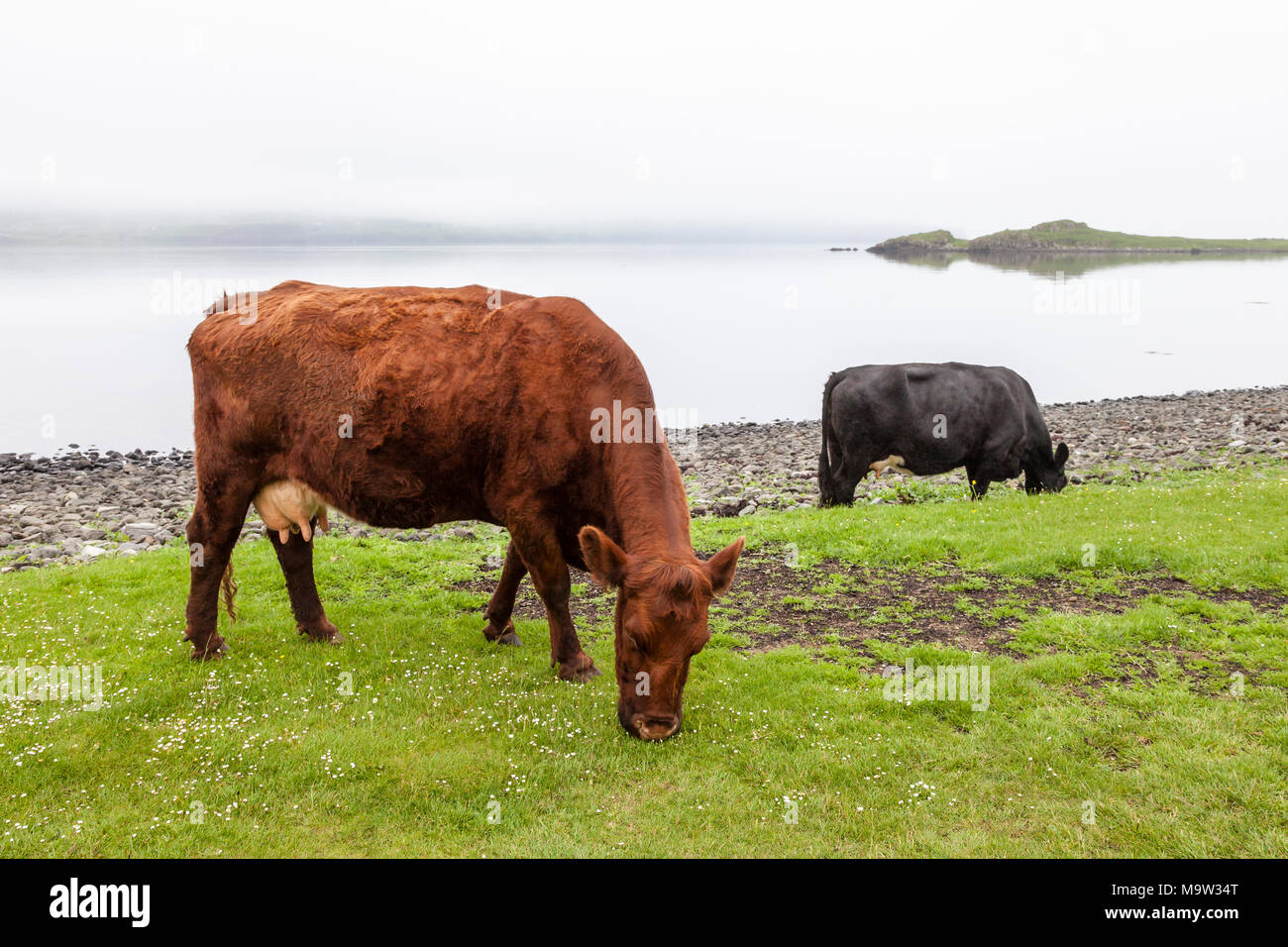 Kühe in der Nähe von Claigan, Loch Dunvegan, Isle of Skye, Schottland Stockfoto