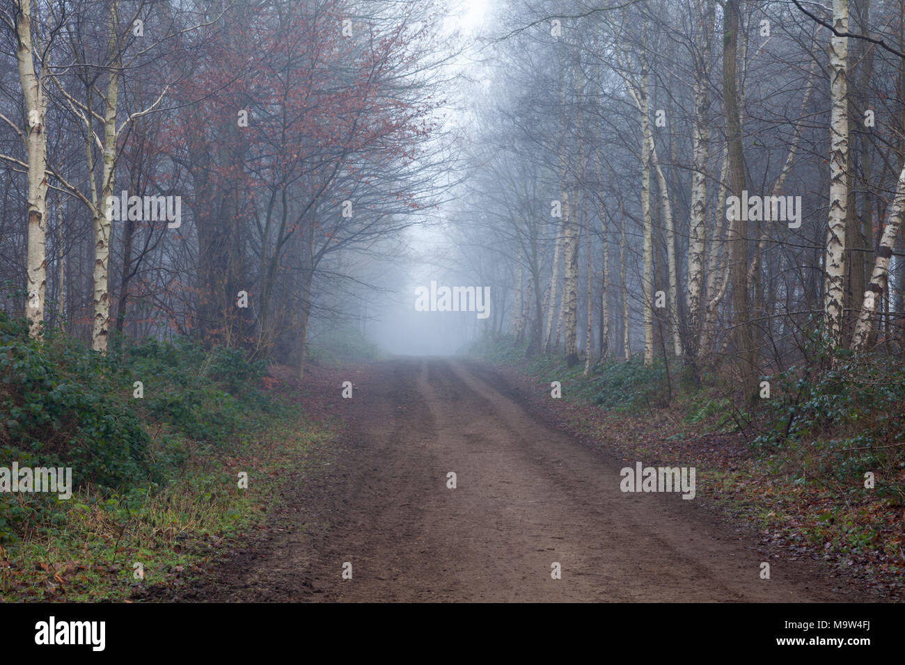 Ein langer Feldweg, der von Bäumen einschließlich Silber Birke (Betula pendula) innerhalb von Harlestone Tannen auf einer sehr nebligen Morgen im Januar, Northampton, UK flankiert. Stockfoto