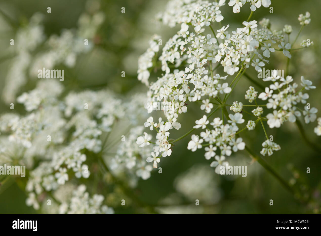 Die zarte Spitze - wie Blume Staats Kuh Petersilie (Anthriscus sylvestris) durch sanften Abendlicht in einer Hecke Northamptonshire, England lit. Stockfoto