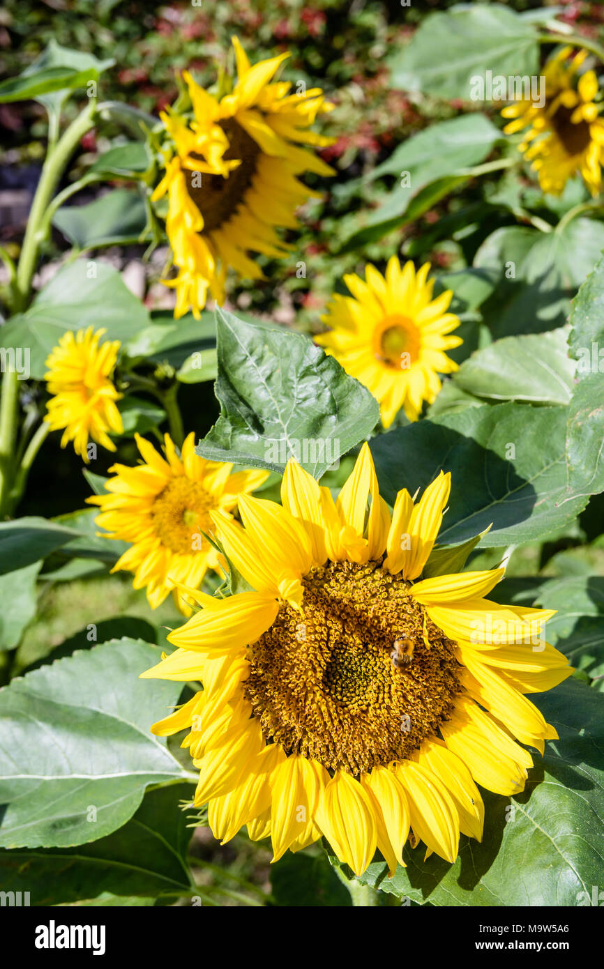 Sonnenblumen in der Sonne mit einer Biene aus der Scheibenblüten der Blume im Vordergrund. Stockfoto