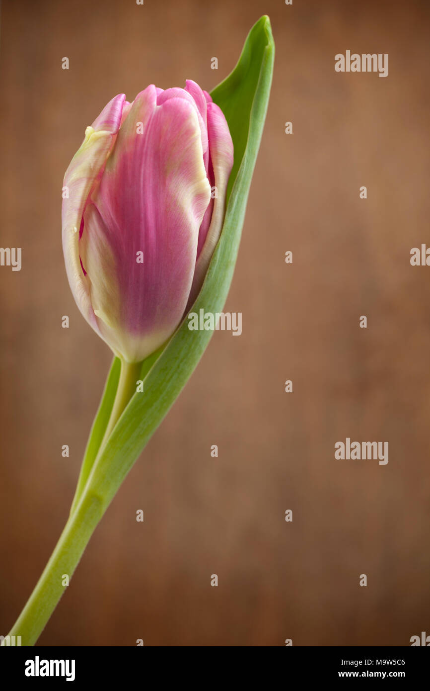 Eine einzige pink tulip gegen eine fleckige Holz Hintergrund, beleuchtet durch weiche Fenster Licht. Stockfoto