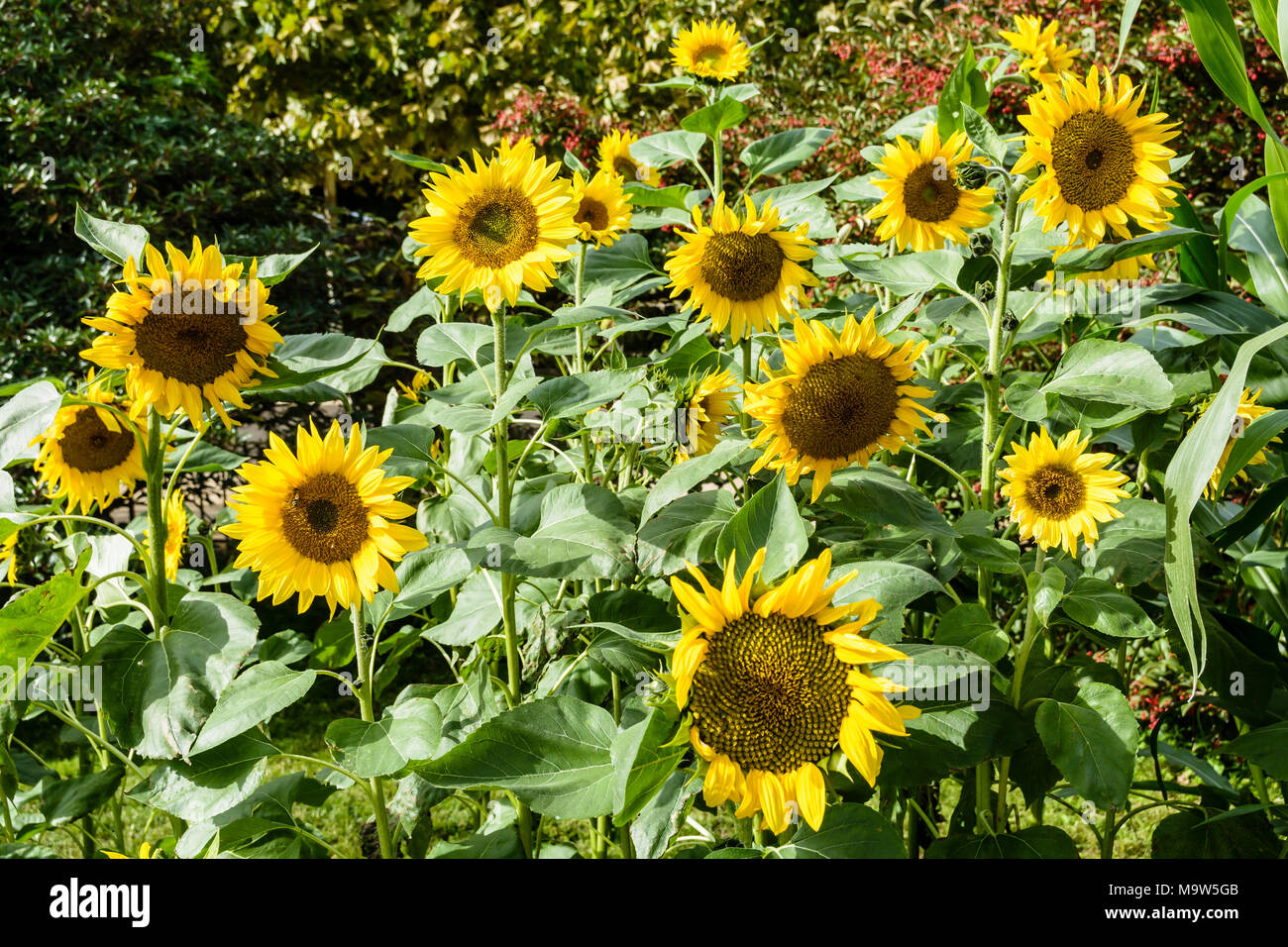 Ein Feld mit Sonnenblumen in der Sonne. Stockfoto