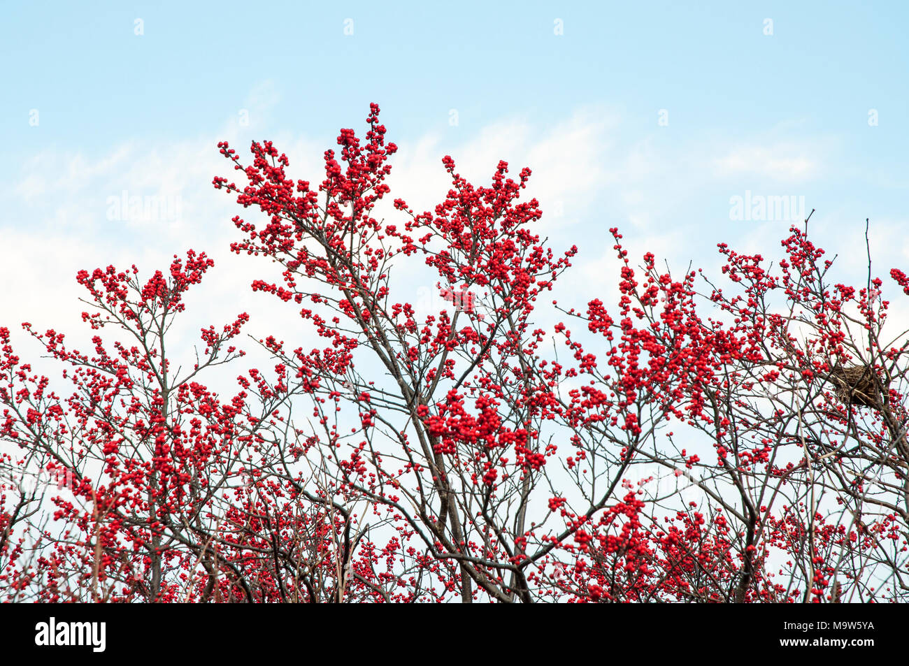 Zweige, die viele rote Beeren. Stockfoto