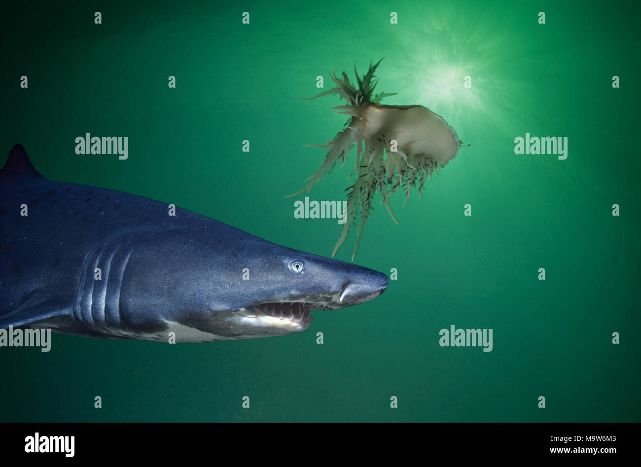 Sand Tiger Shark (Eugomphodus taurus). Durban, Südafrika. Dieses Bild wurde digital nachbearbeitet, abgelenkt oder interessanter hinzuzufügen, zu entfernen Stockfoto