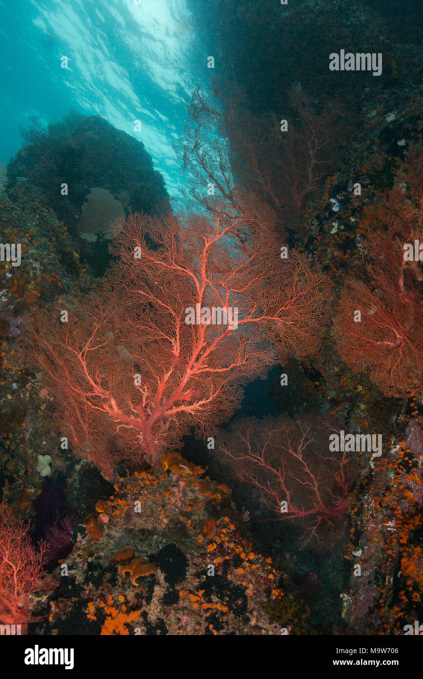 Wunderschönes Coral Reef in der Nähe von Misool. Bild wurde im Ceram, West Papua, Indonesien Stockfoto
