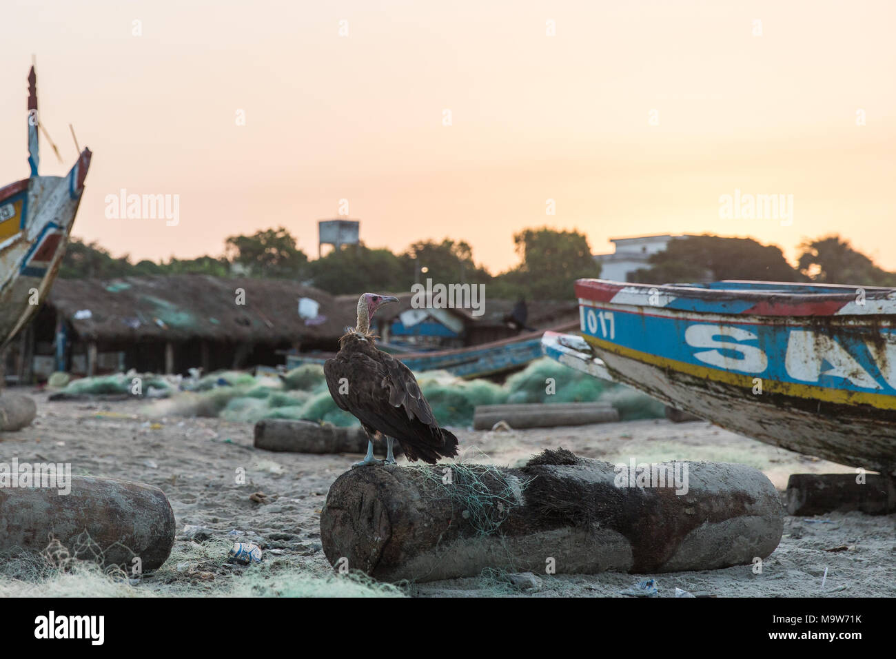 Ein Hooded Vulture sitzt auf einem Log in einem Hafen am Cap Skirring, der Casamance, Senegal. Stockfoto