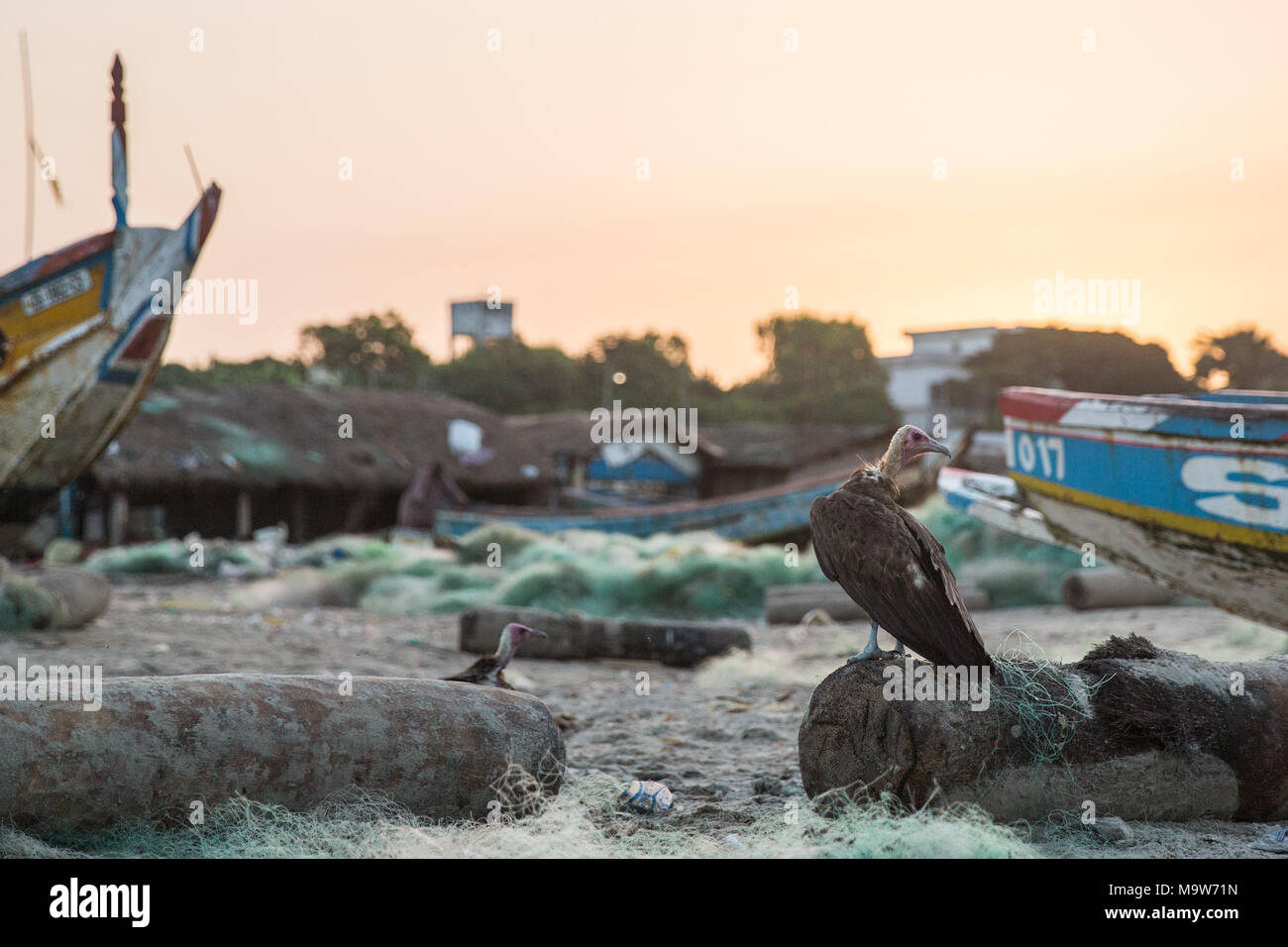 Ein Hooded Vulture sitzt auf einem Log in einem Hafen am Cap Skirring, der Casamance, Senegal. Stockfoto