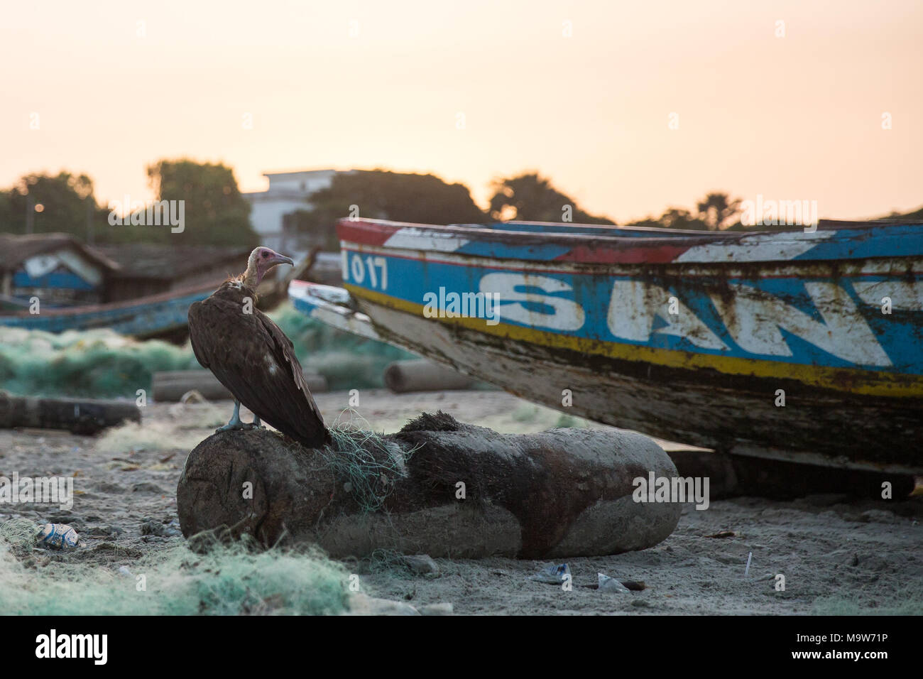Ein Hooded Vulture sitzt auf einem Log in einem Hafen am Cap Skirring, der Casamance, Senegal. Stockfoto