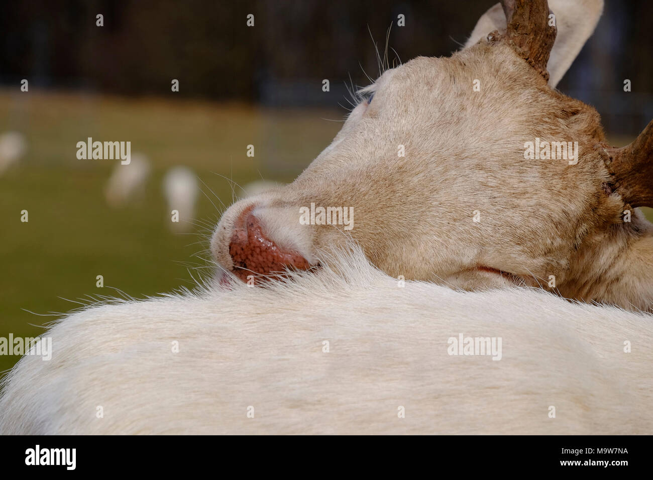 Weiße Hirsche. Stockfoto