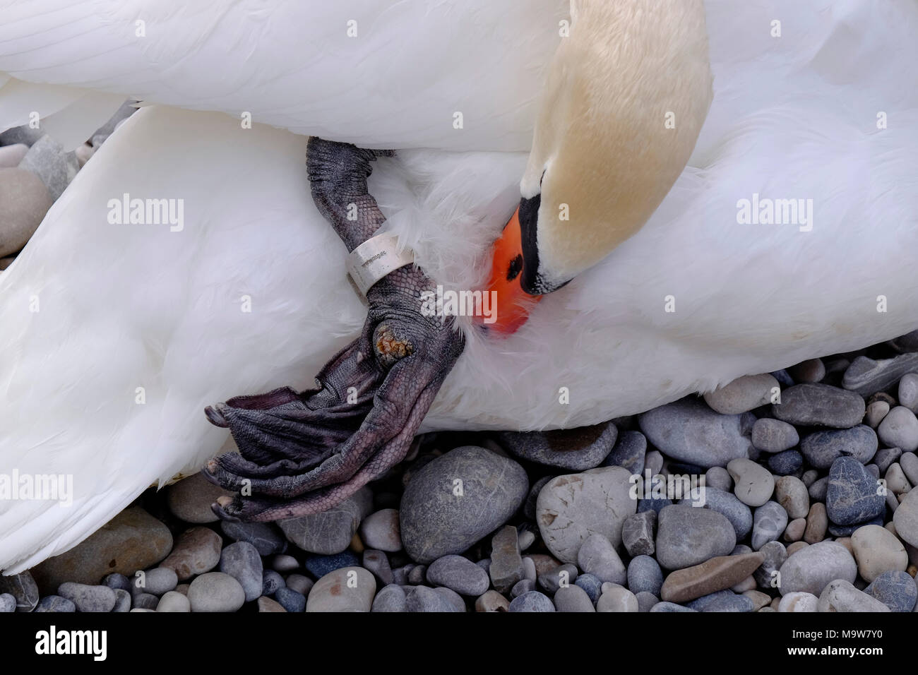 Höckerschwan. Stockfoto