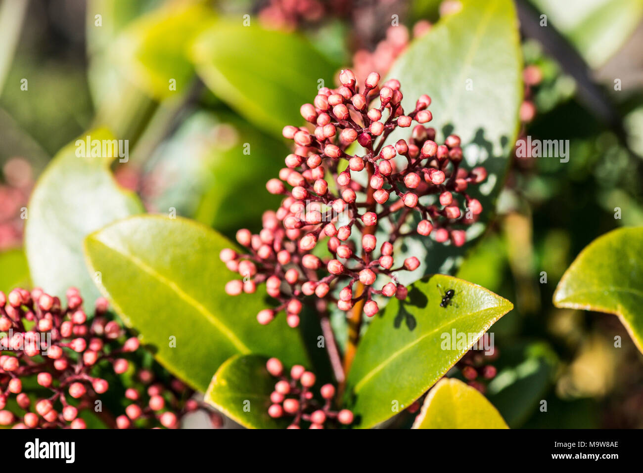 Die roten Knospen Skimmia japonica 'Rubella' Stockfoto