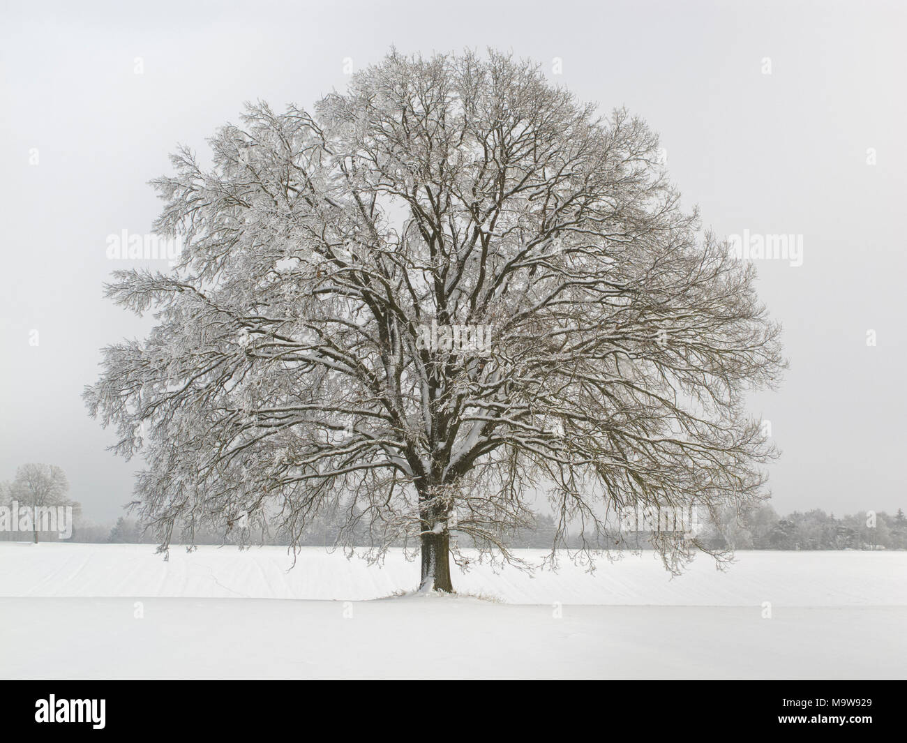 Single Big Oak Tree in Winter mit perfekter Baumkrone. Stockfoto