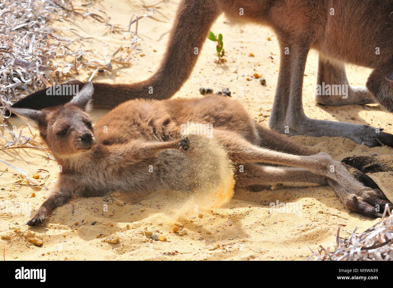 Mutter und Baby (joey) westliche graue Kängurus auf dem Campingplatz in Lucky Bay im Cape Le Grand National Park an der Südküste von Westaustral Stockfoto