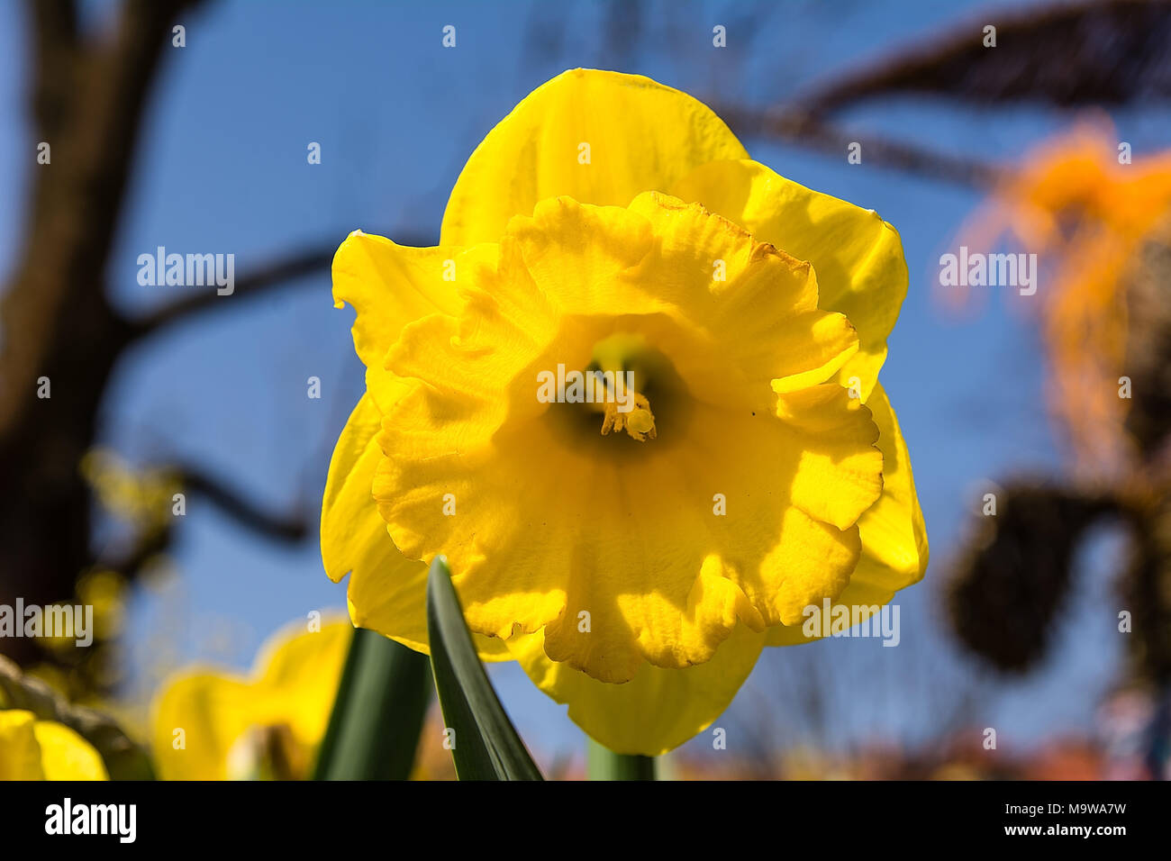 Narzisse (Narcissus Jonquilla) Stockfoto