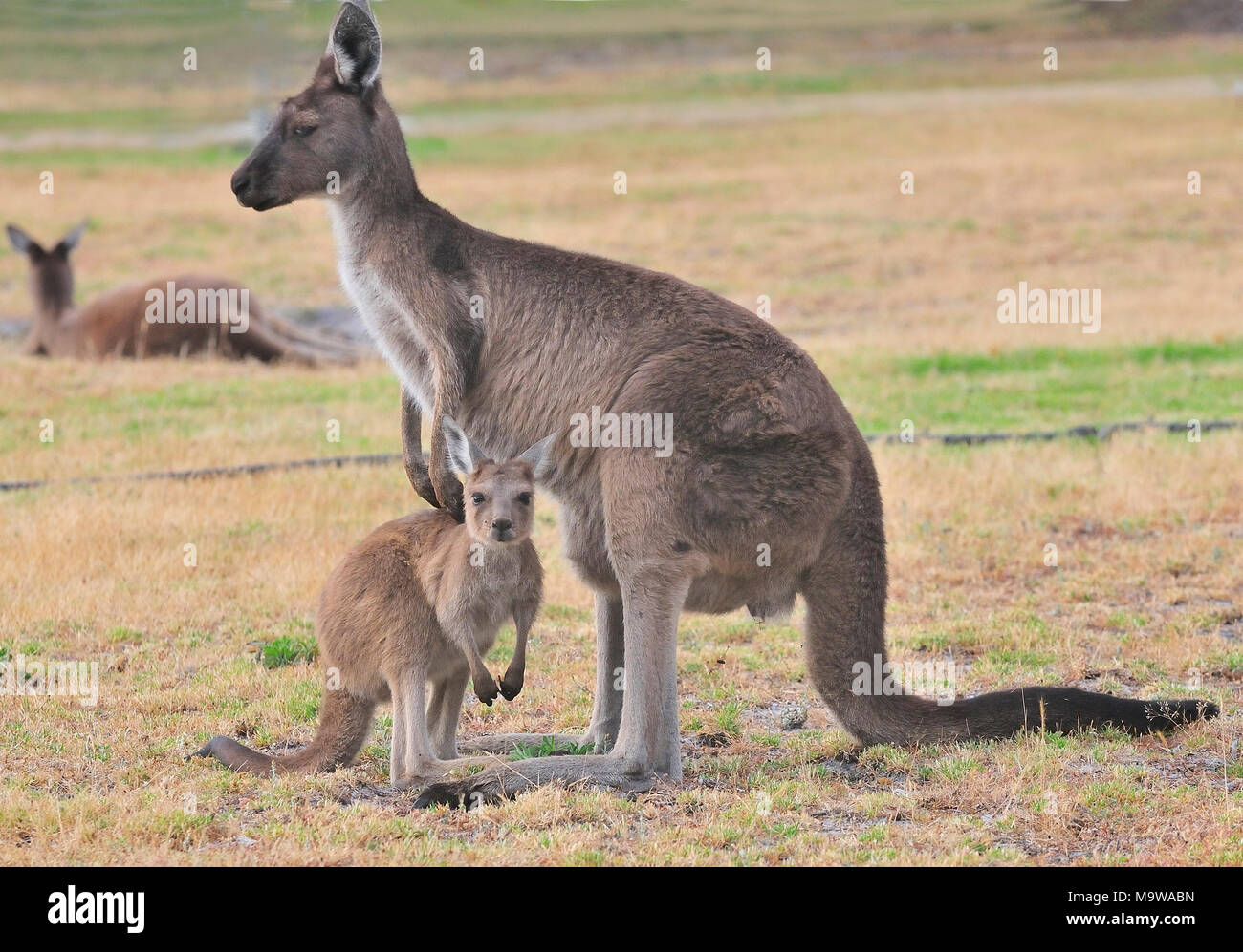 Weibliches und Bay (joey) Western Grey Känguru fotografiert in der Stadt Dänemark, Südwestaustralien Stockfoto