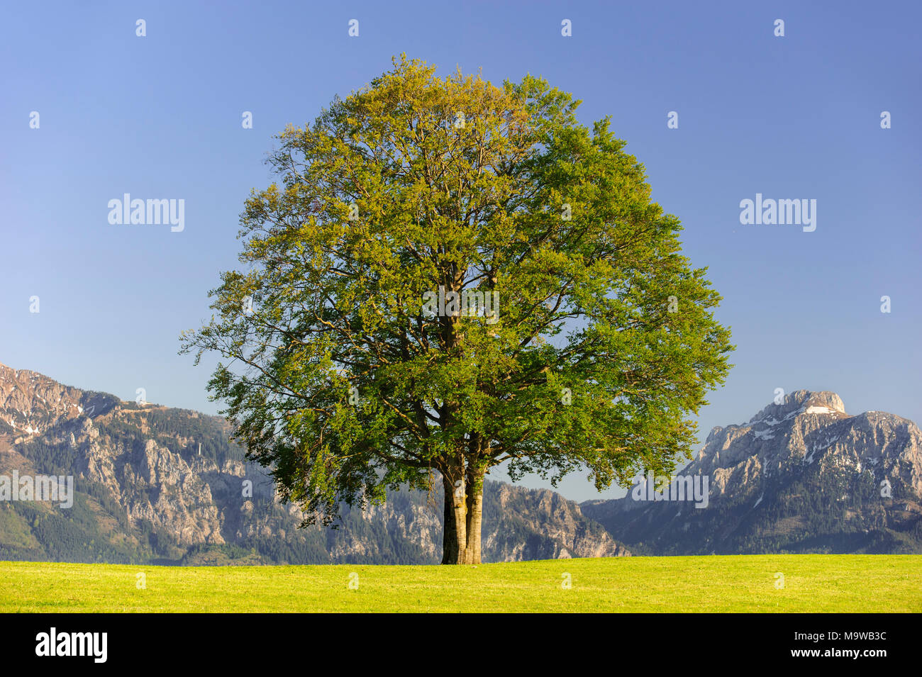 Single big Buche im Feld mit perfekter Baumkrone. Stockfoto