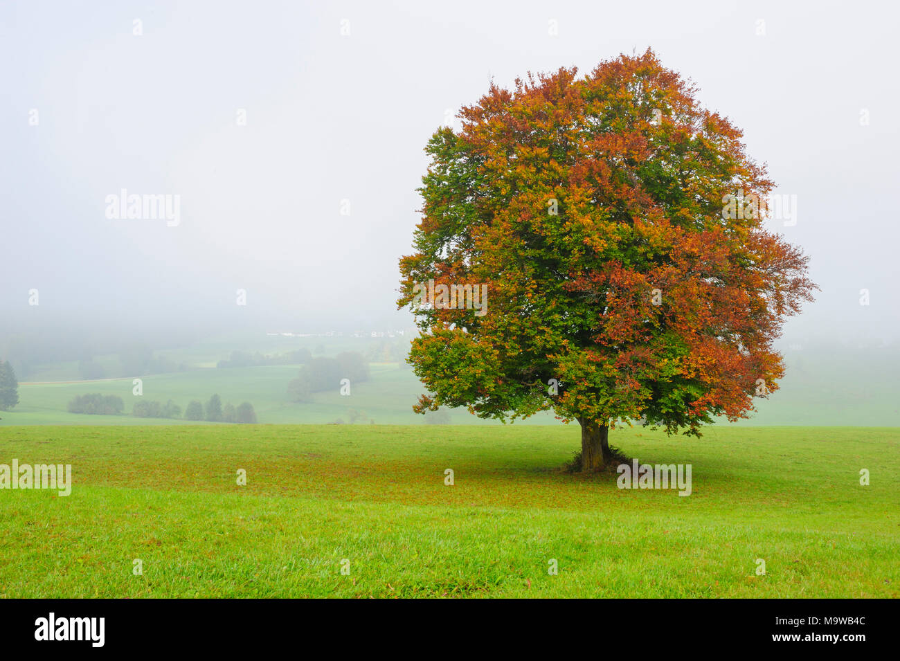 Single big Buche im Feld mit perfekter Baumkrone. Stockfoto