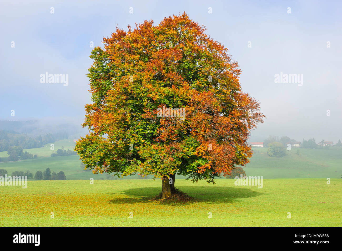 Single big Buche im Feld mit perfekter Baumkrone. Stockfoto