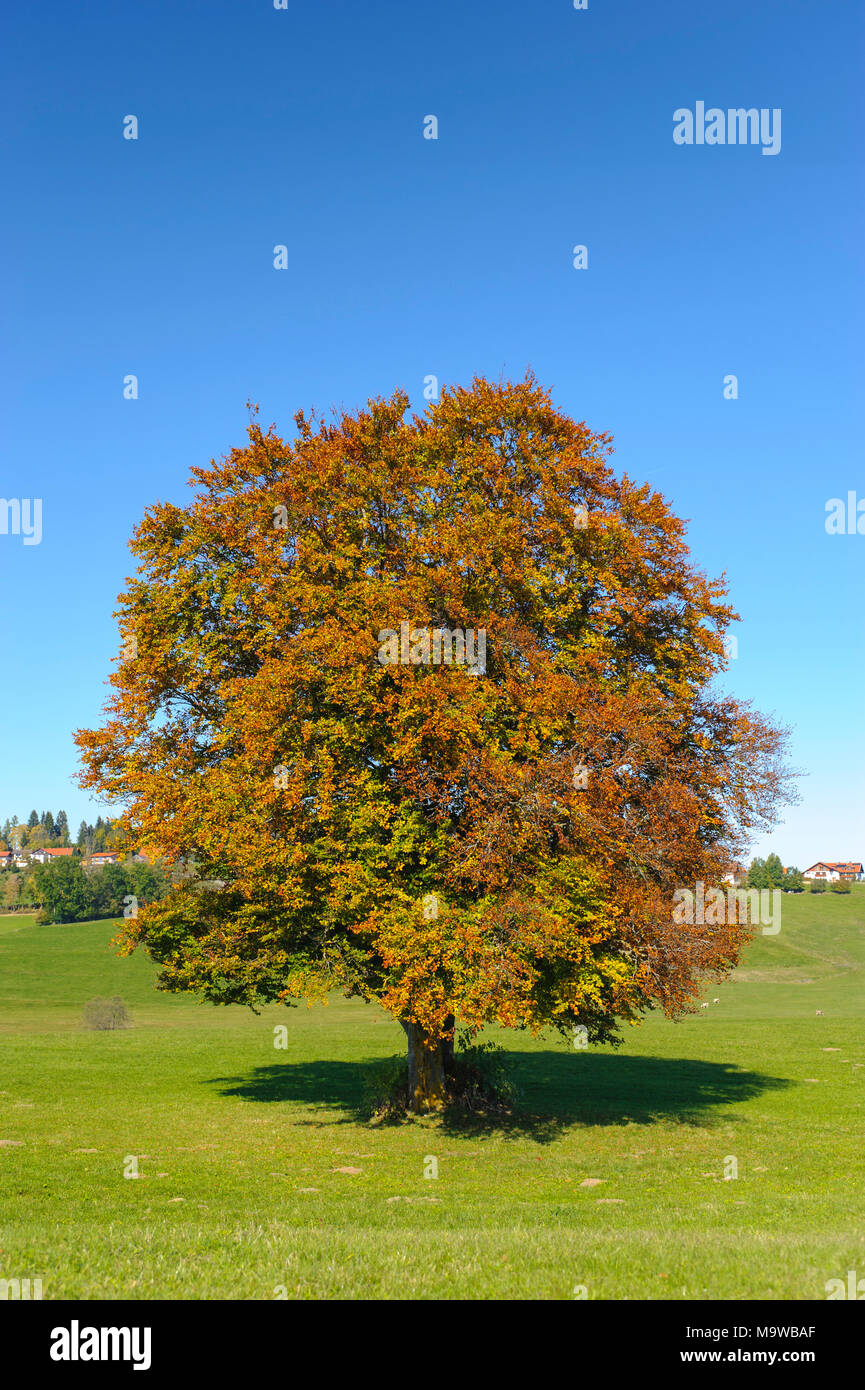 Single big Buche im Feld mit perfekter Baumkrone. Stockfoto