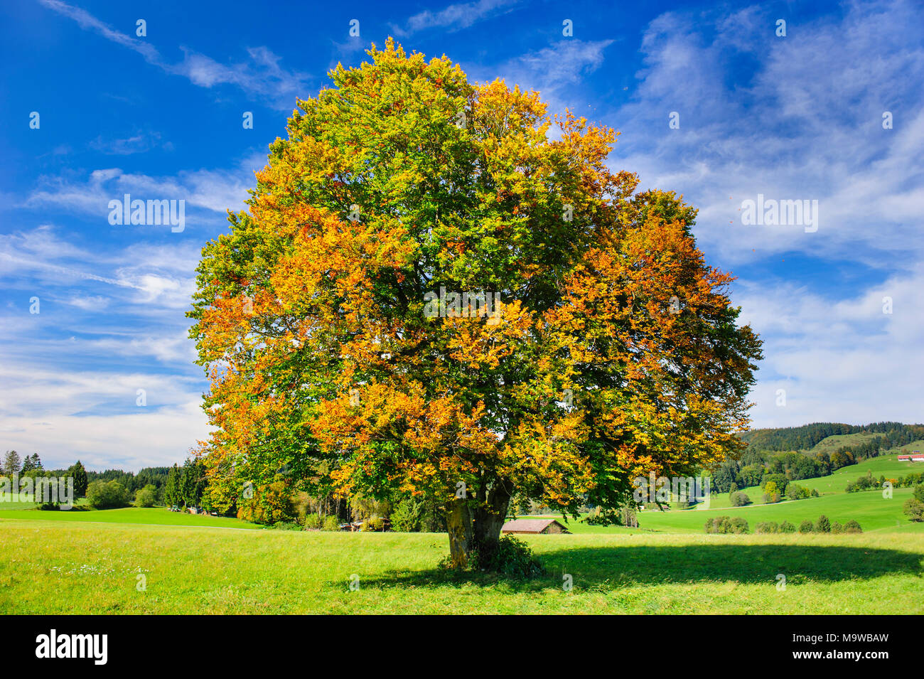 Single big Buche im Feld mit perfekter Baumkrone. Stockfoto