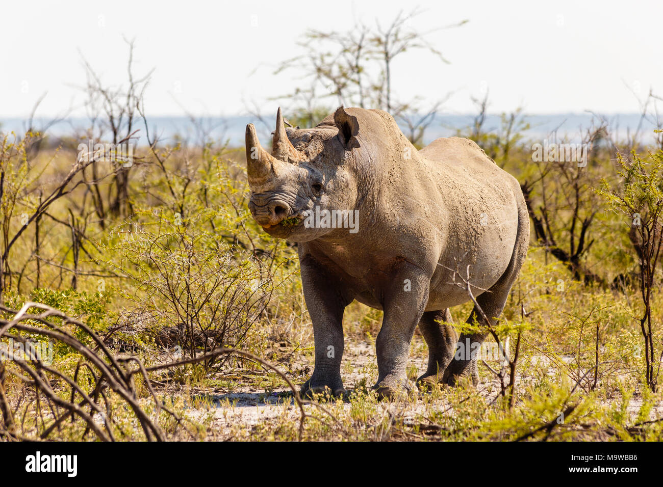 Weiss Nashorn, Rhinocerotidae), Etosha Nationalpark, Namibia Weiss Nashorn, Rhinocerotidae), Etosha Nationalpark, Namibia
