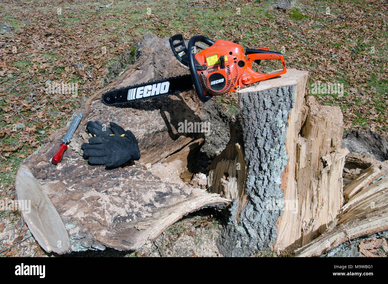 Echo Kettensäge auf Eiche Baum stumpf auf umgefallene Baum für Brennholz zusammen mit Handschuhen und einer Klinge schärfen Datei geschnitten niedergeworfene Stockfoto