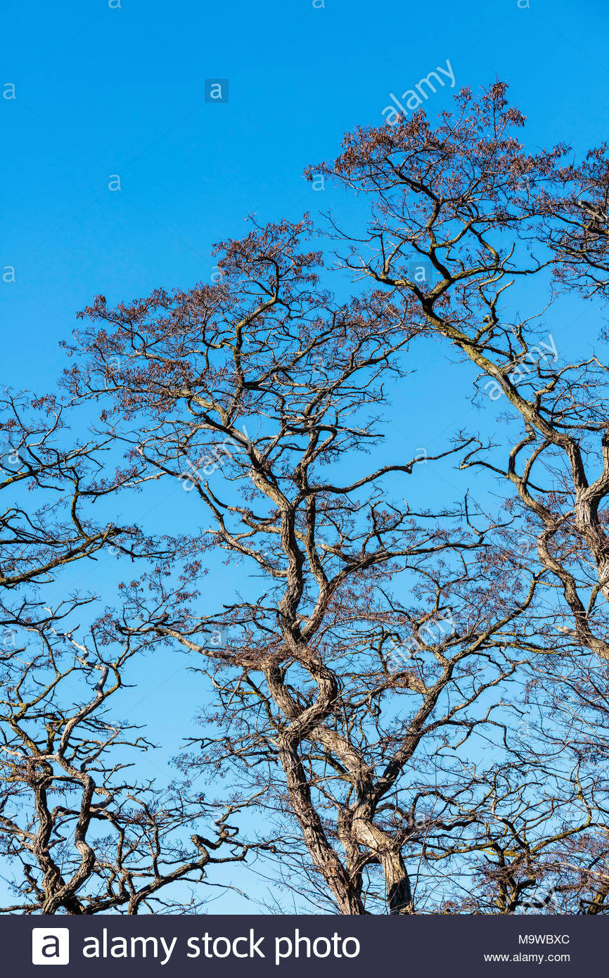 Robinie Pseuodoacacia Black Locust Tree verdrehte Äste vor blauem Himmel im Frühjahr in High Park Toronto Ontario Kanada. Stockfoto