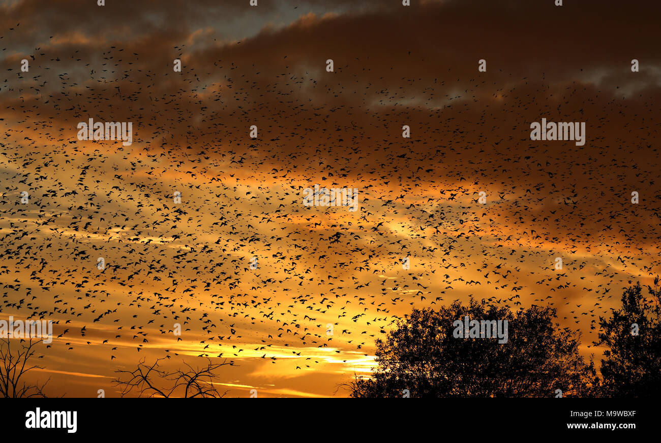 Starling Murmuration über Ham Wand Somerset bei Sonnenuntergang. Tausende von Staren versammeln sich in der Dämmerung zum Schutz vor Kälte und Raubtieren zu Roost. Stockfoto