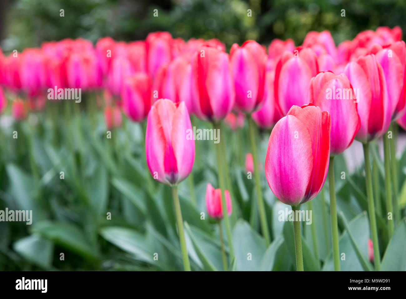 Rosa schöne Tulpen im Garten, Holland Stockfoto