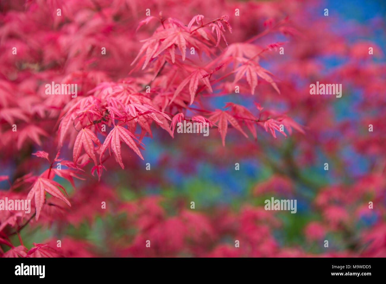 Hintergrund rot Acer Blätter im Park. Stockfoto