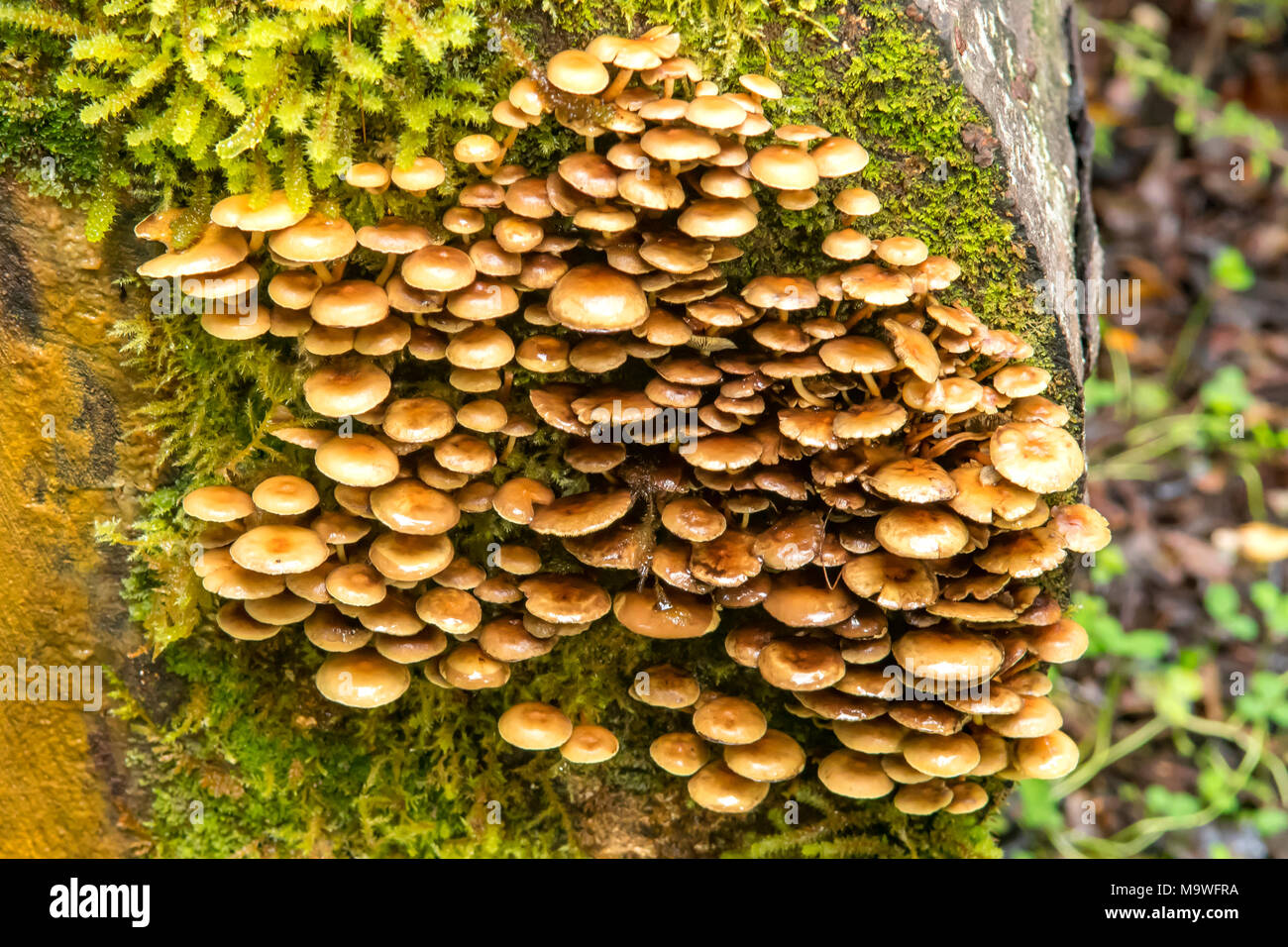 Armillaria Mellea, Honig Pilz in Kahurangi National Park, South Island, Neuseeland Stockfoto