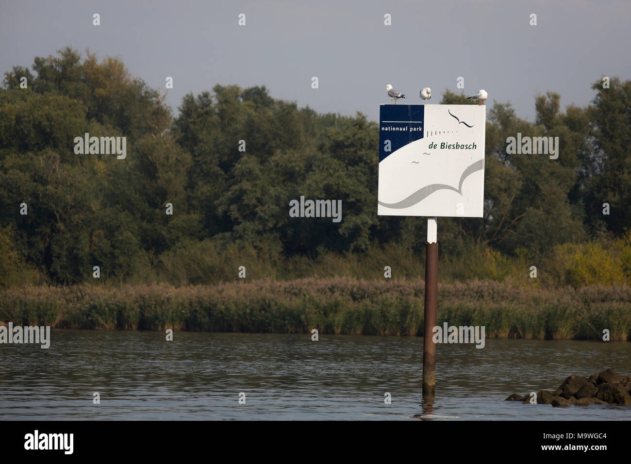 Möwen auf Zeichen der Nationalpark "De Biesbosch" in den Niederlanden Stockfoto