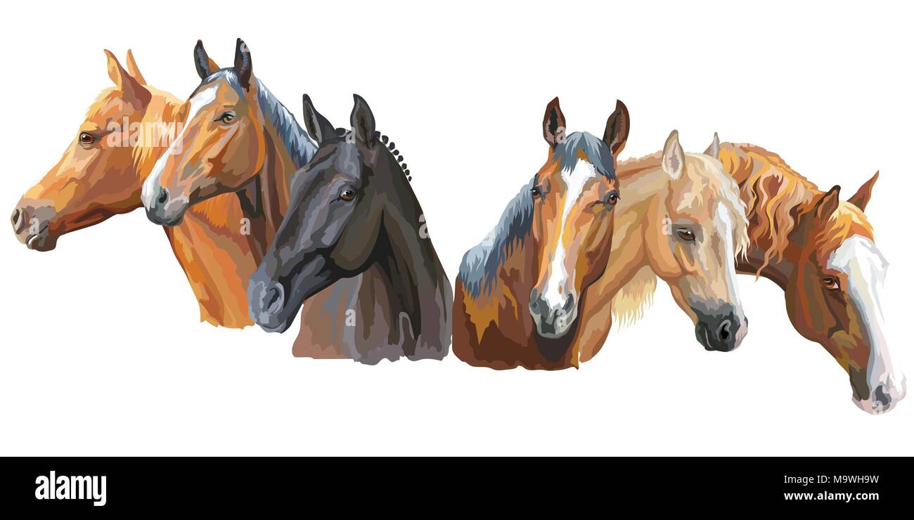 Set aus bunten Vektor Porträts der Pferde Rassen (Trakehner, Welsh Pony, Appaloosa Horse) auf weißem Hintergrund Stock Vektor