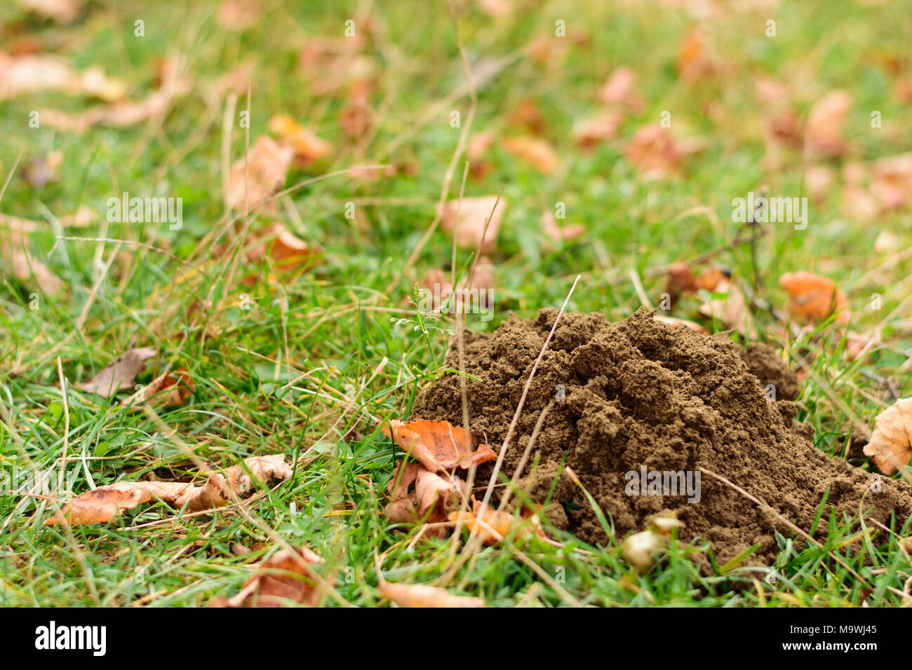 Mole Loch auf dem grünen Rasen im Herbst Zeit mit Kopie Raum Stockfoto