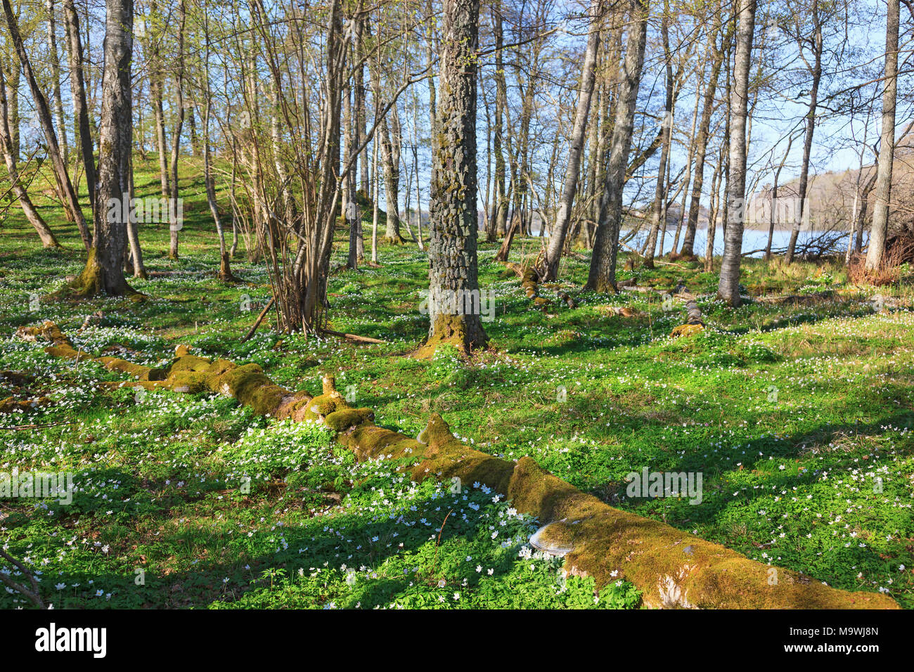 Blühende Anemonen in den Wald im Frühjahr Stockfoto