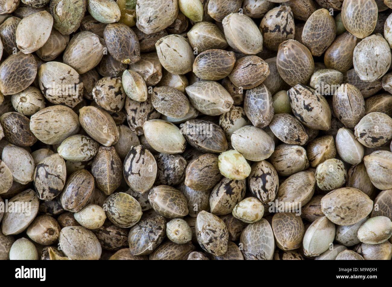 Cannabis Samen Hanfsamen Marihuana Samen Cannabis Saatgut Auf Der Hand Zum  Anpflanzen. Thc Cbd Stockfoto - Bild von frisch, grün: 249927180