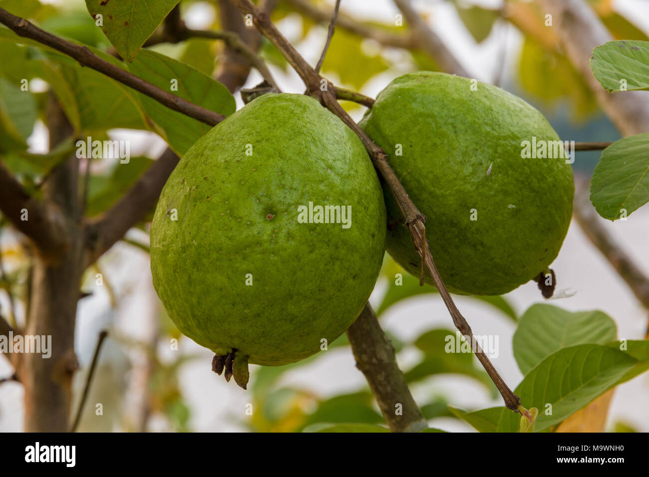Zwei schöne, frische Früchte Guave (psidium Guajava) noch an ein Holz gehängt. In Malaysia. Stockfoto