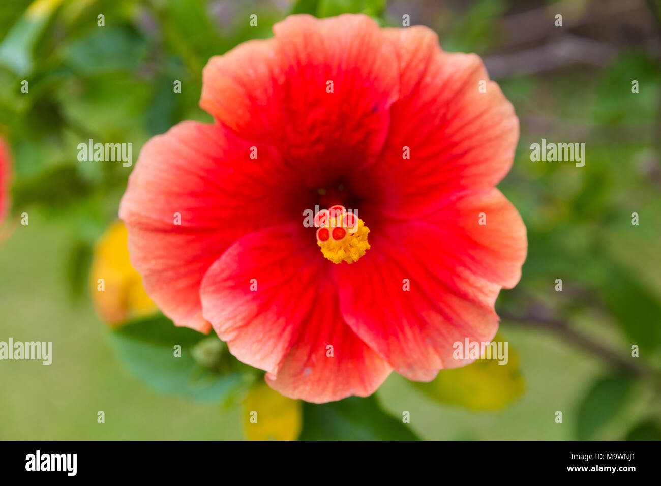 Eine enge Schuß eines Hibiscus rosa-sinensis: der Fokus liegt auf den Stempel! Stockfoto