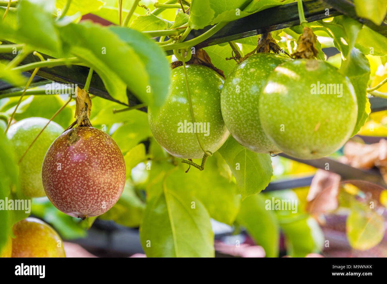 Eine reife rote Passionsfrucht (Passiflora edulis) hängen im unreifen grünen. Stockfoto