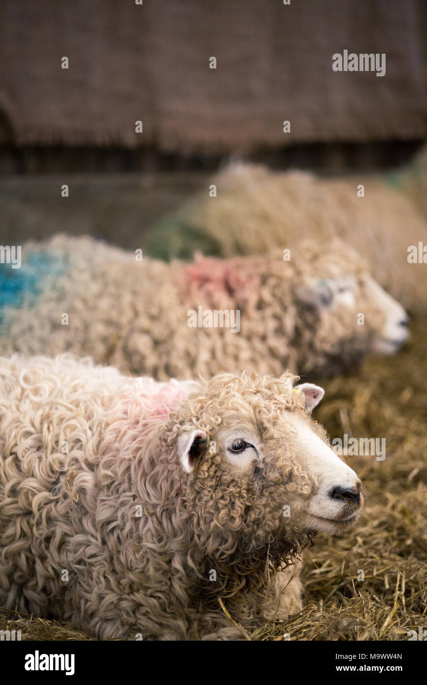 Schwanger Schaf, Devon und Cornwall lange wolle Schafe, gehalten im Stall, bis sie Geburt gibt. Vertikale Stockfoto