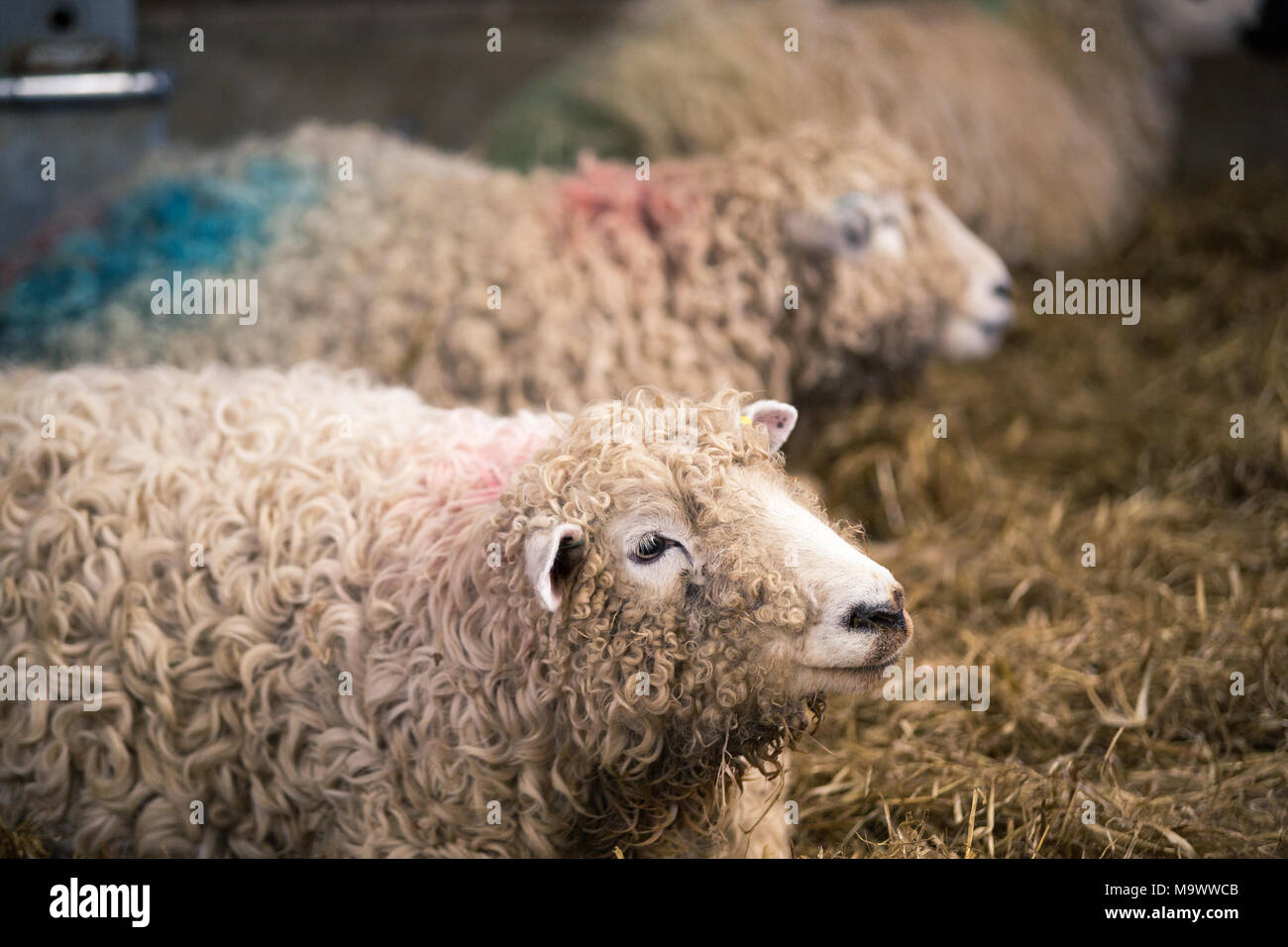 Schwanger Schaf, Devon und Cornwall lange wolle Schafe, gehalten im Stall, bis sie Geburt gibt. Stockfoto